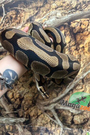 Magazoo Female Regular Ball Python 2 years old / 2nd Chance - Adoption
