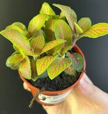 Magazoo Plante Fittonia 'Skeleton' 6cm