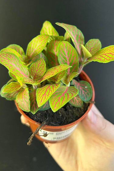 Magazoo Plante Fittonia 'Skeleton' 6cm
