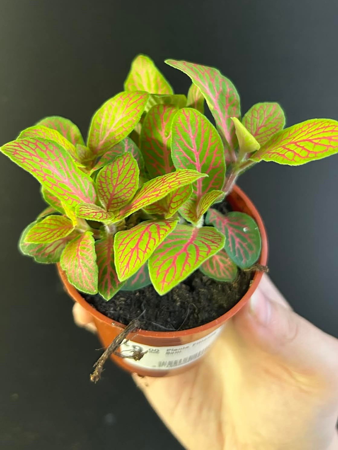 Magazoo Fittonia 'Skeleton' Plant 6cm