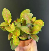 Magazoo Plante Fittonia 'Skeleton' 6cm