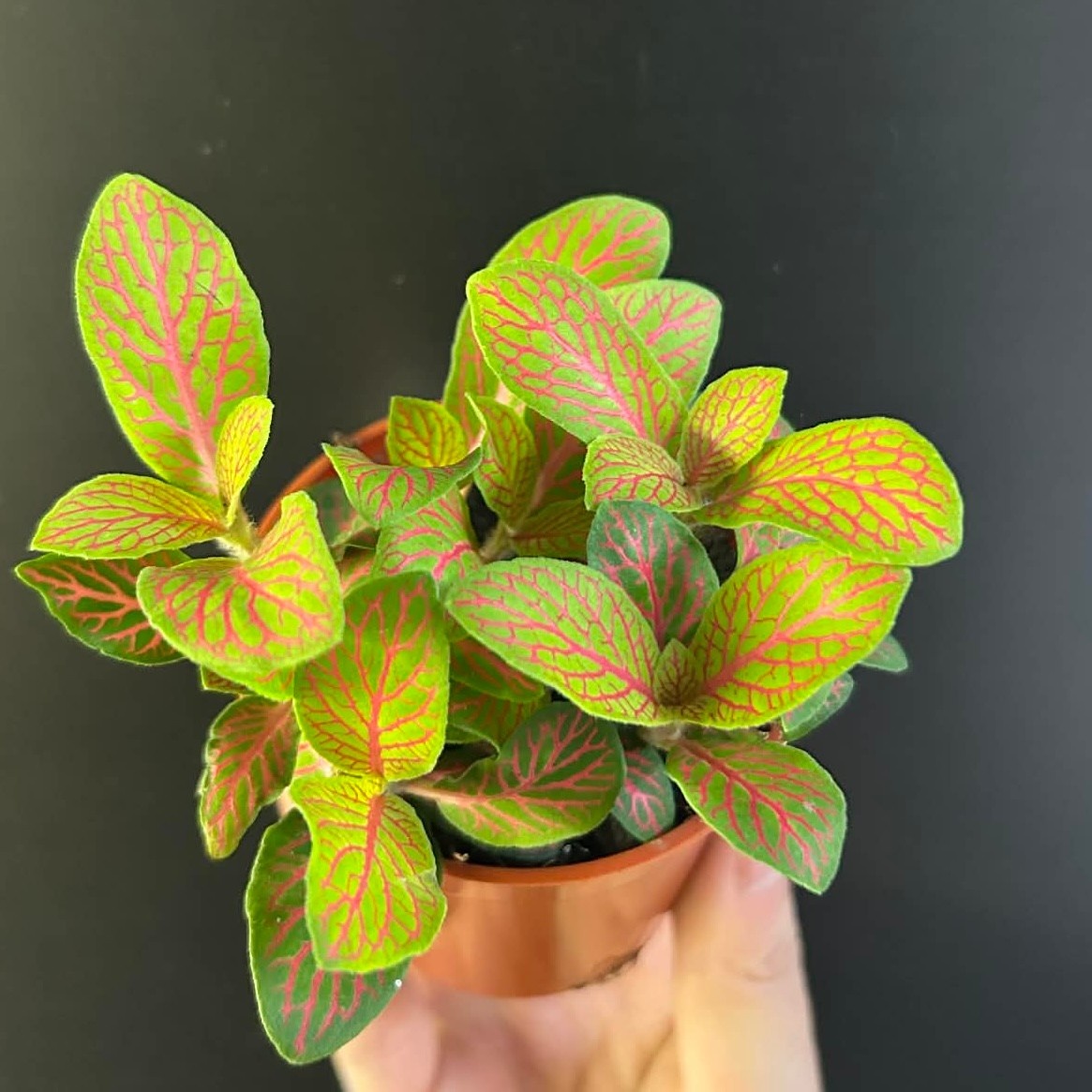 Magazoo Plante Fittonia 'Skeleton' 6cm