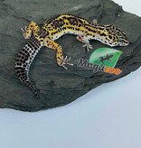 Magazoo Female Macksnow Blacknight Leopard gecko 03/07/26