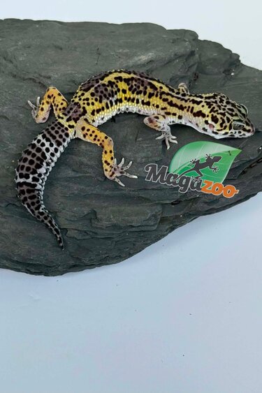 Magazoo Female Macksnow Blacknight Leopard gecko 03/07/26