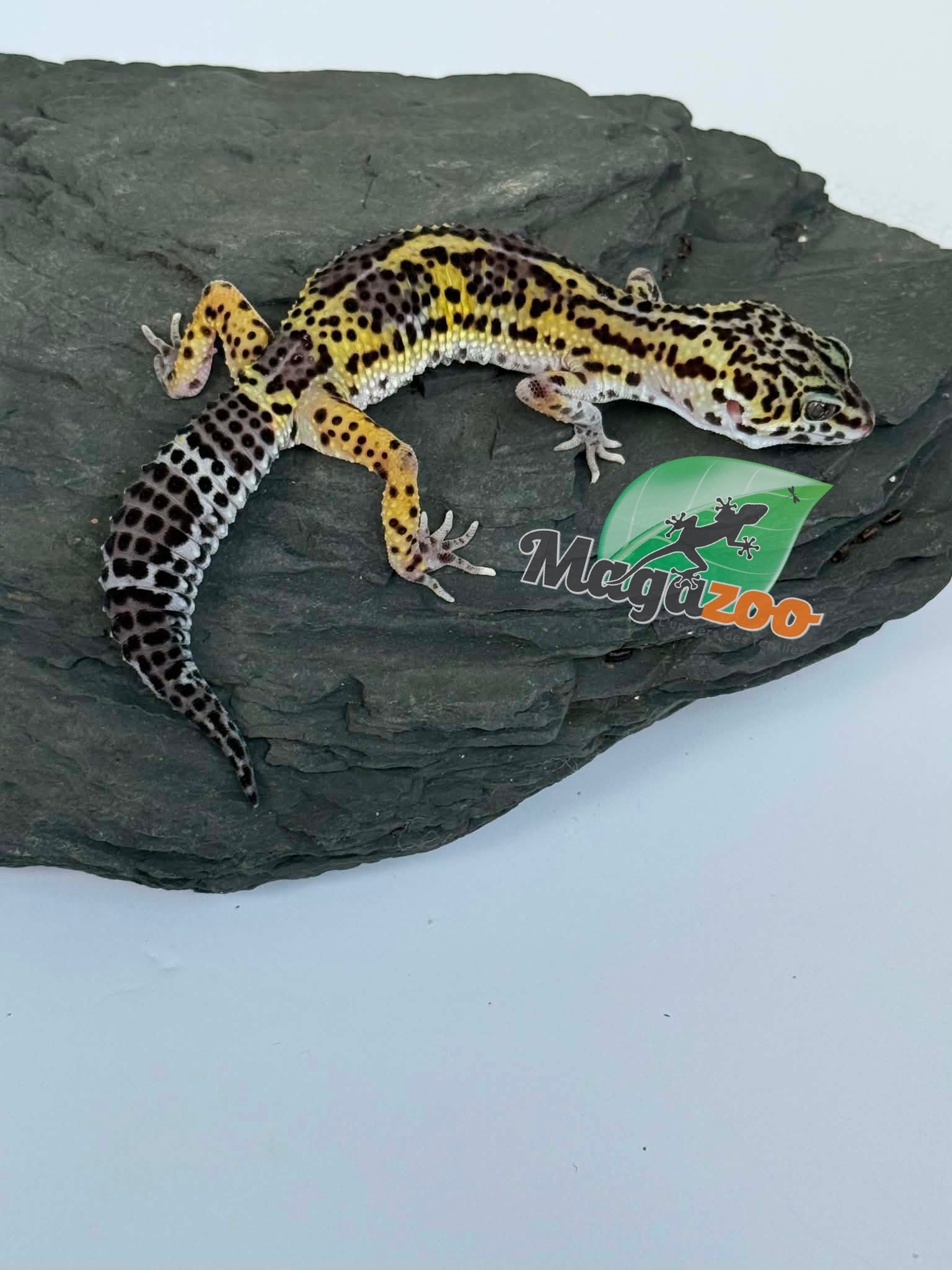 Magazoo Female Macksnow Blacknight Leopard gecko 03/07/26