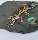Magazoo Gecko léopard Macksnow Blacknight femelle 07/03/26