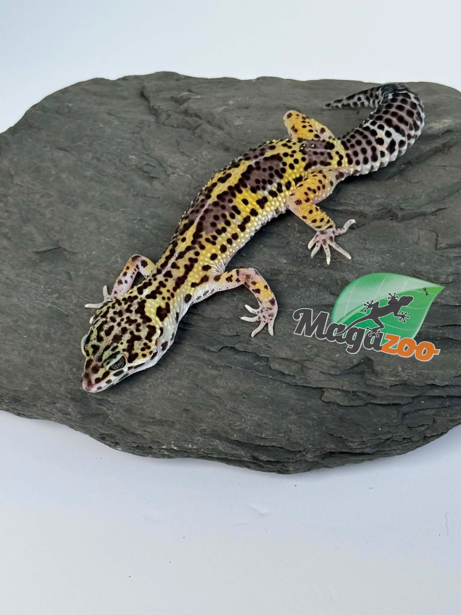 Magazoo Gecko léopard Macksnow Blacknight femelle 07/03/26