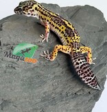 Magazoo Female Macksnow Blacknight Leopard gecko 03/07/26