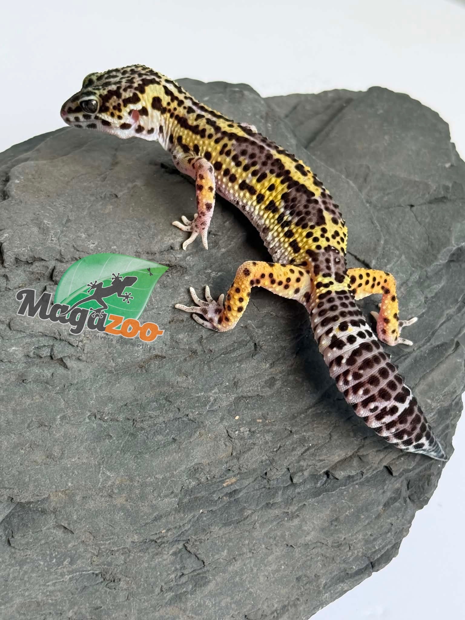 Magazoo Female Macksnow Blacknight Leopard gecko 03/07/26