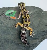 Magazoo Female Macksnow Blacknight Leopard gecko 03/07/26