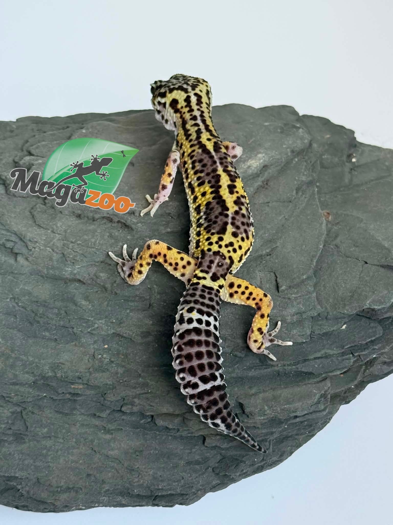 Magazoo Female Macksnow Blacknight Leopard gecko 03/07/26