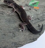 Magazoo Female Blacknight 50% Eclipse Leopard gecko 04/19/26