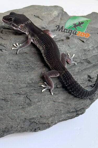 Magazoo Gecko léopard Blacknight 50% Éclipse femelle 19/04/26