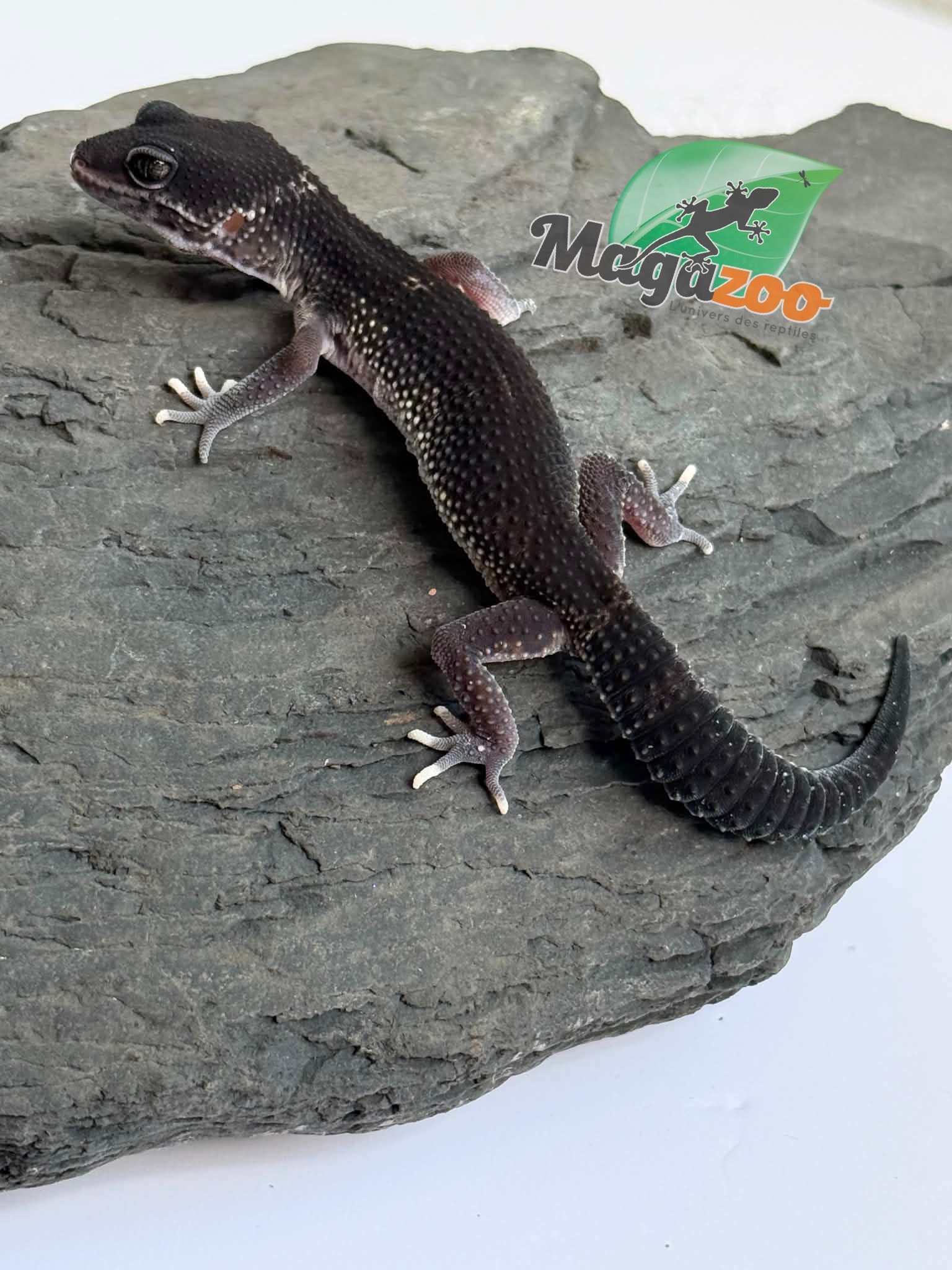 Magazoo Female Blacknight 50% Eclipse Leopard gecko 04/19/26