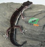 Magazoo Female Blacknight 50% Eclipse Leopard gecko 04/19/26
