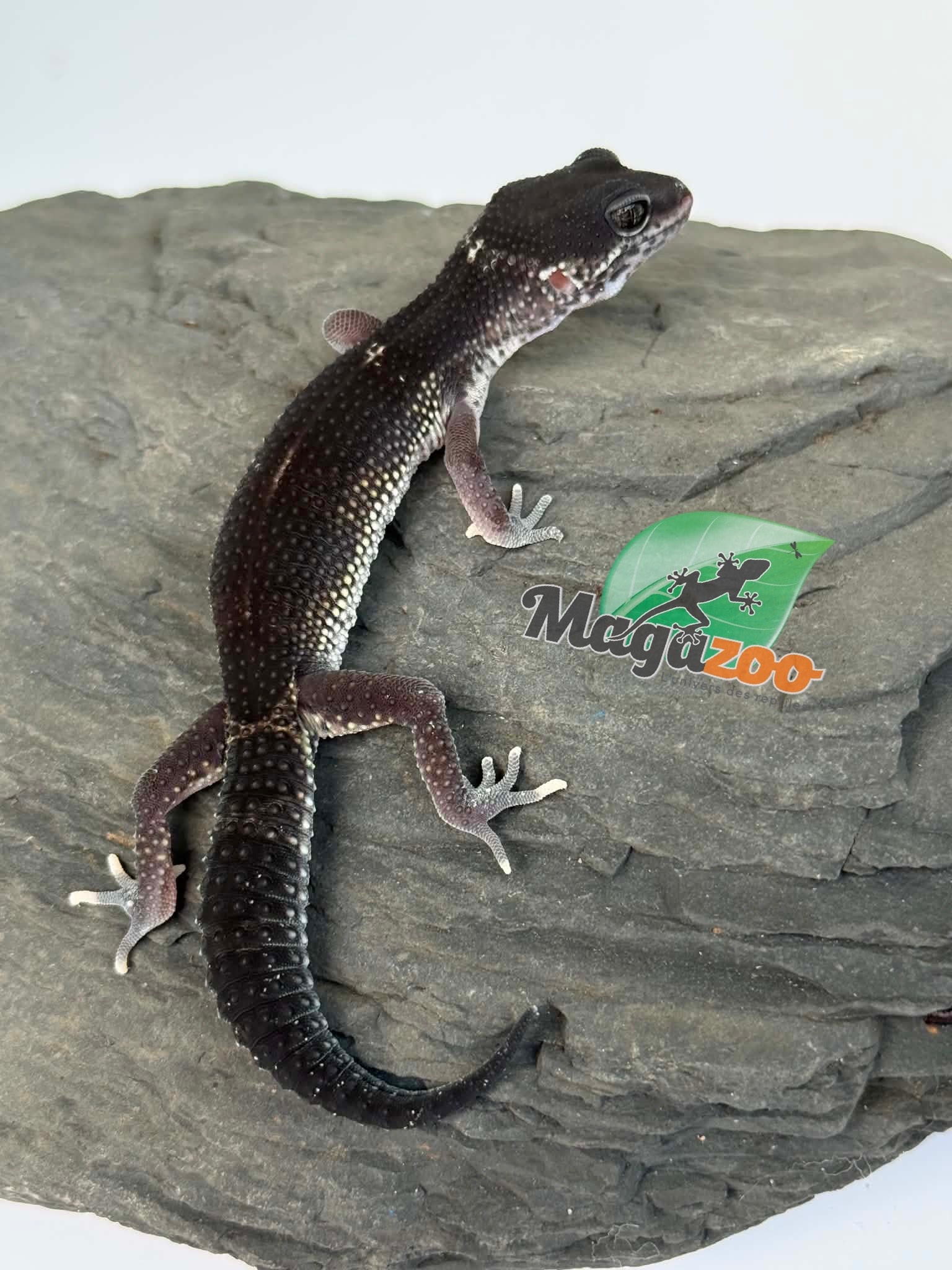 Magazoo Female Blacknight 50% Eclipse Leopard gecko 04/19/26