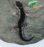 Magazoo Female Blacknight 50% Eclipse Leopard gecko 04/19/26