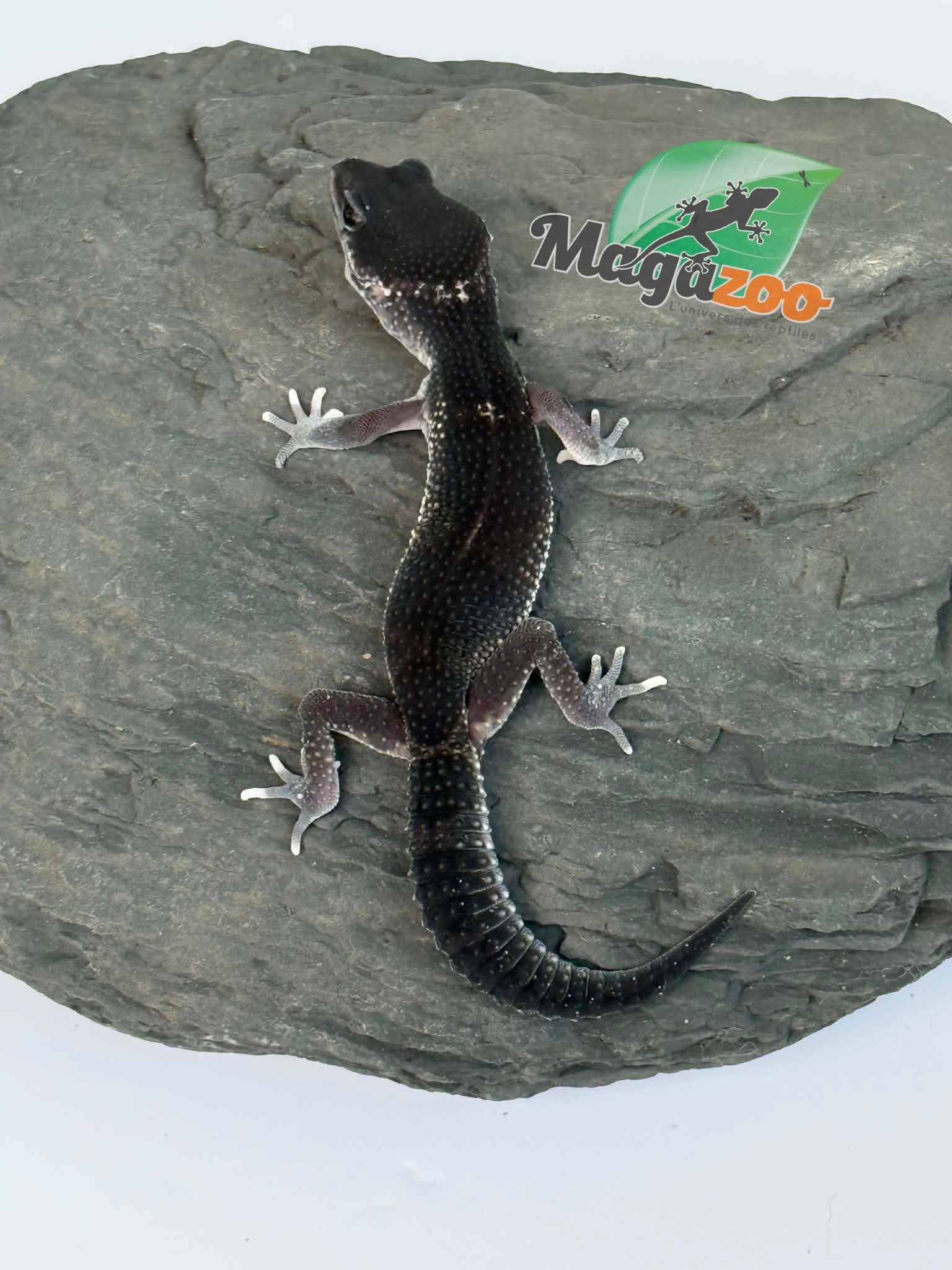 Magazoo Gecko léopard Blacknight 50% Éclipse femelle 19/04/26