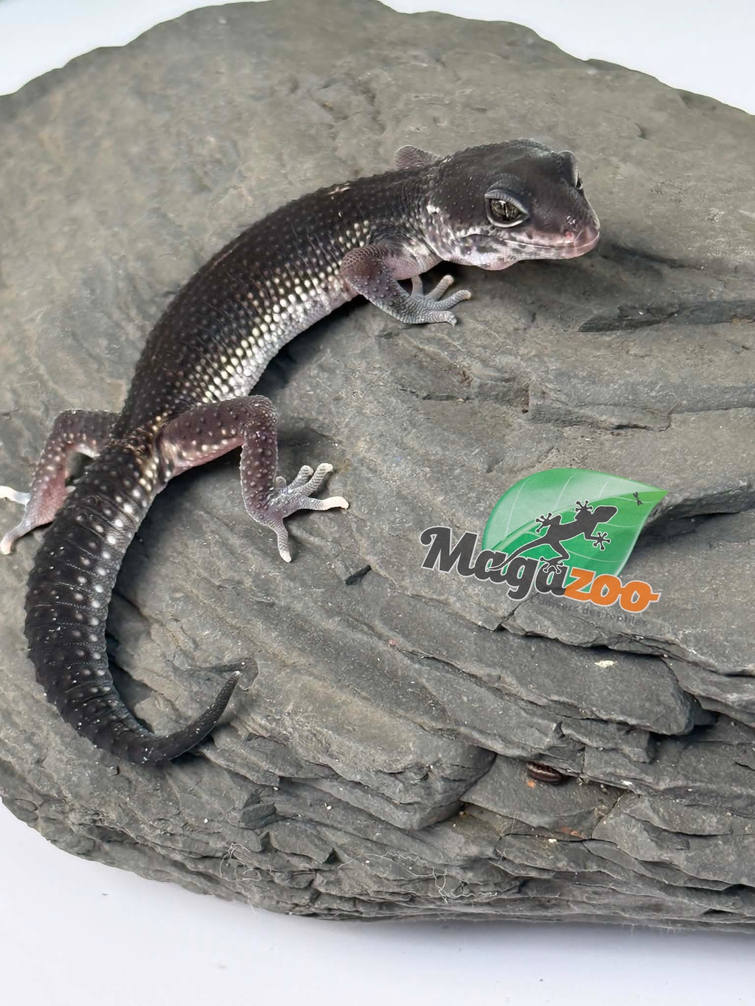 Magazoo Female Blacknight 50% Eclipse Leopard gecko 04/19/26