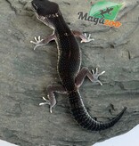 Magazoo Gecko léopard Blacknight 50% Éclipse femelle 19/04/26