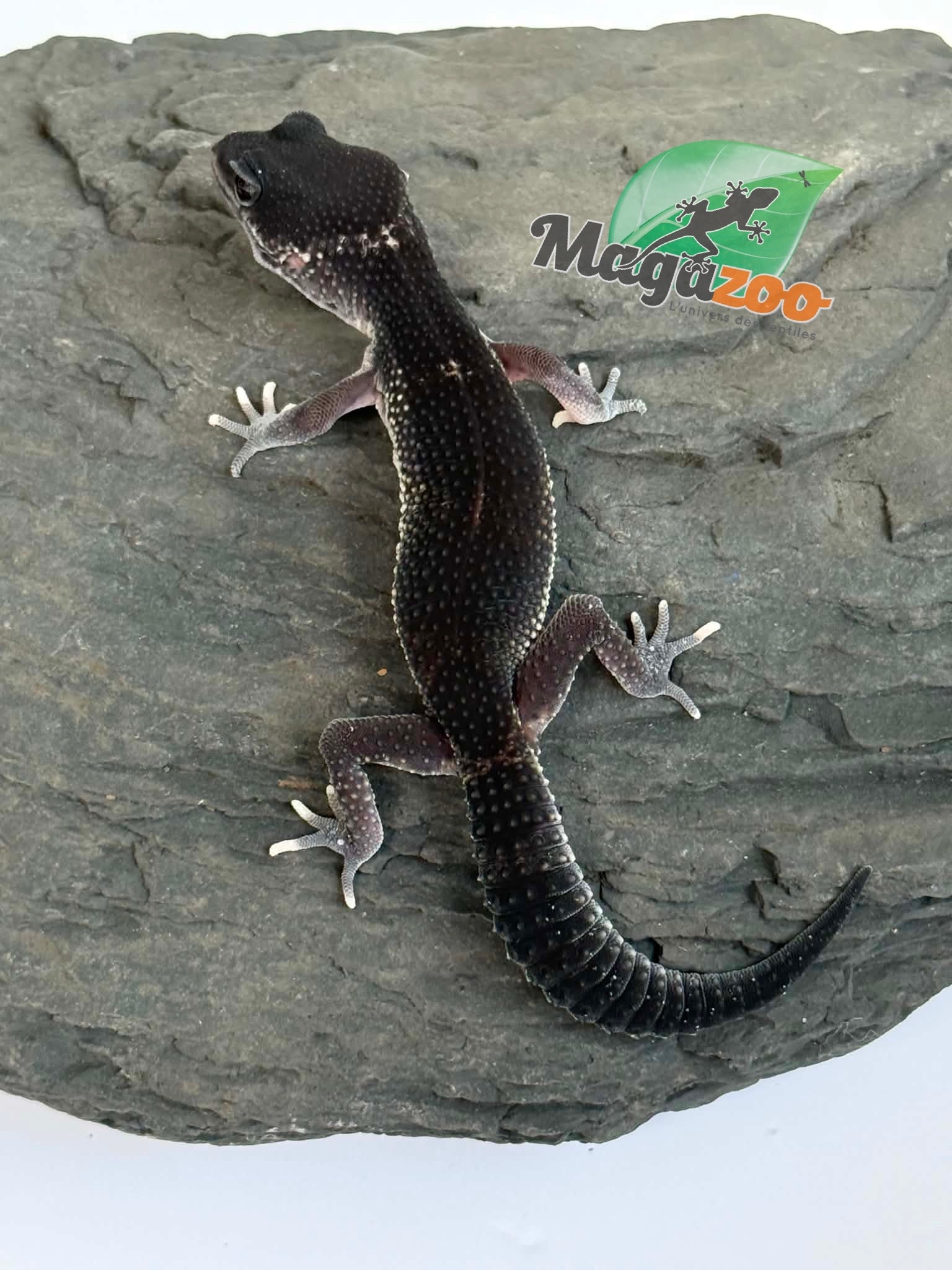 Magazoo Gecko léopard Blacknight 50% Éclipse femelle 19/04/26