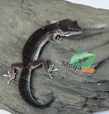 Magazoo Female Blacknight 50% Eclipse Leopard gecko 04/19/26