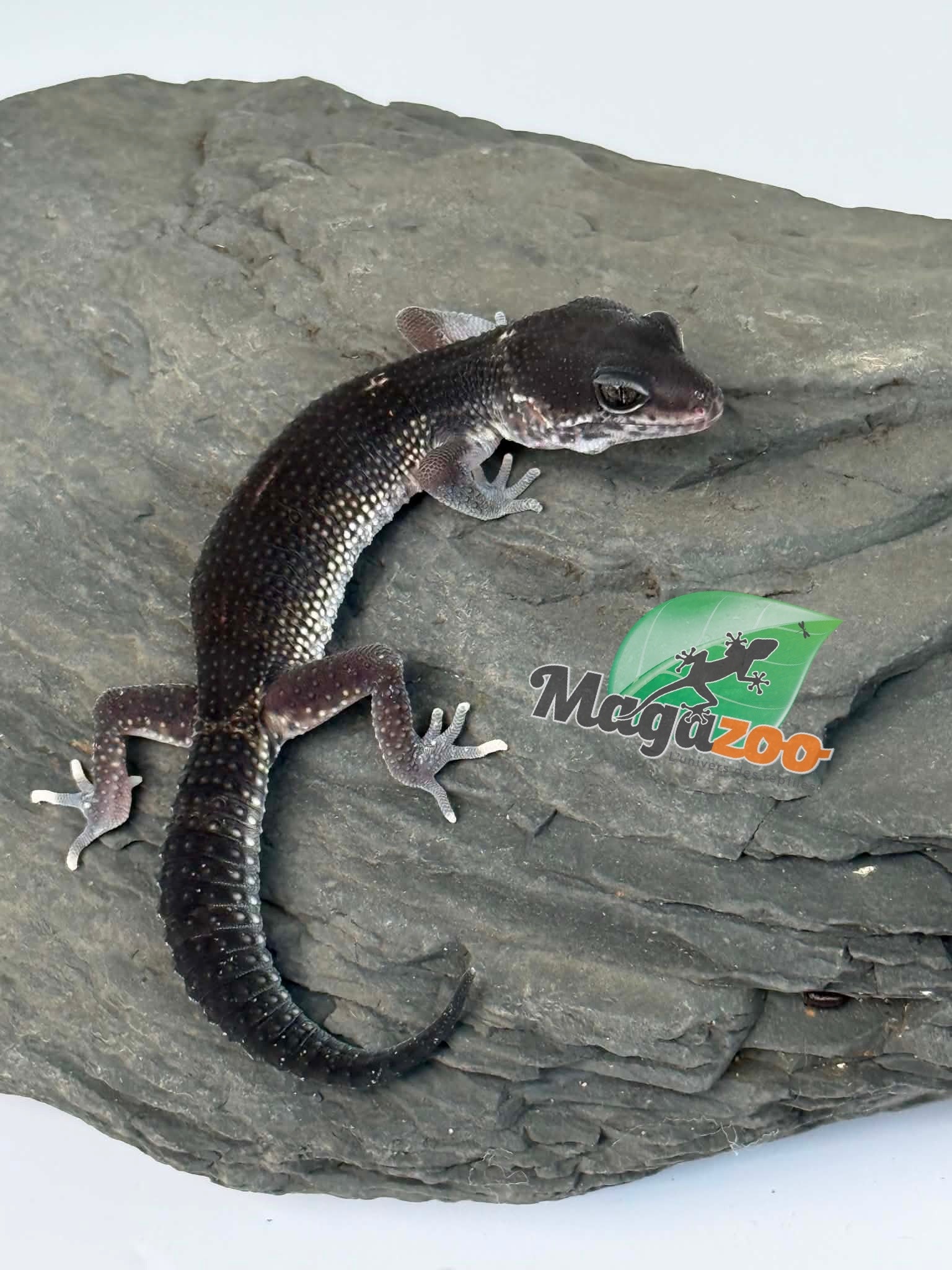 Magazoo Gecko léopard Blacknight 50% Éclipse femelle 19/04/26