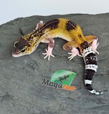 Magazoo Female Blacknight Axanthic Leopard gecko 03/05/26