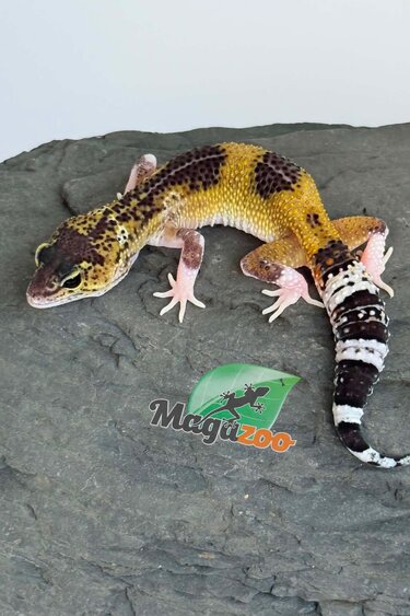 Magazoo Gecko léopard Blacknight Axanthic femelle 03/05/26