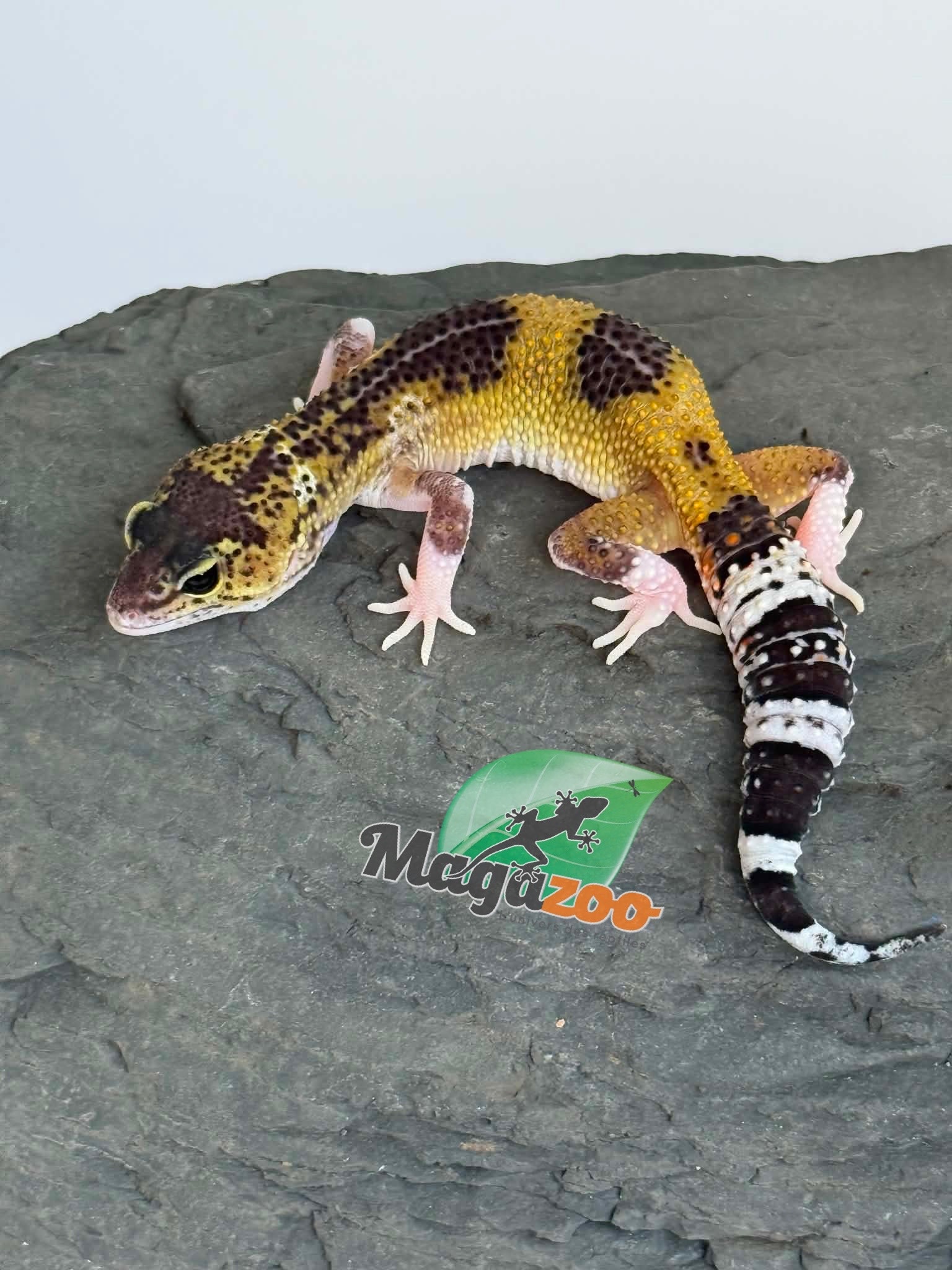 Magazoo Female Blacknight Axanthic Leopard gecko 03/05/26