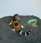 Magazoo Gecko léopard Blacknight Axanthic femelle 03/05/26