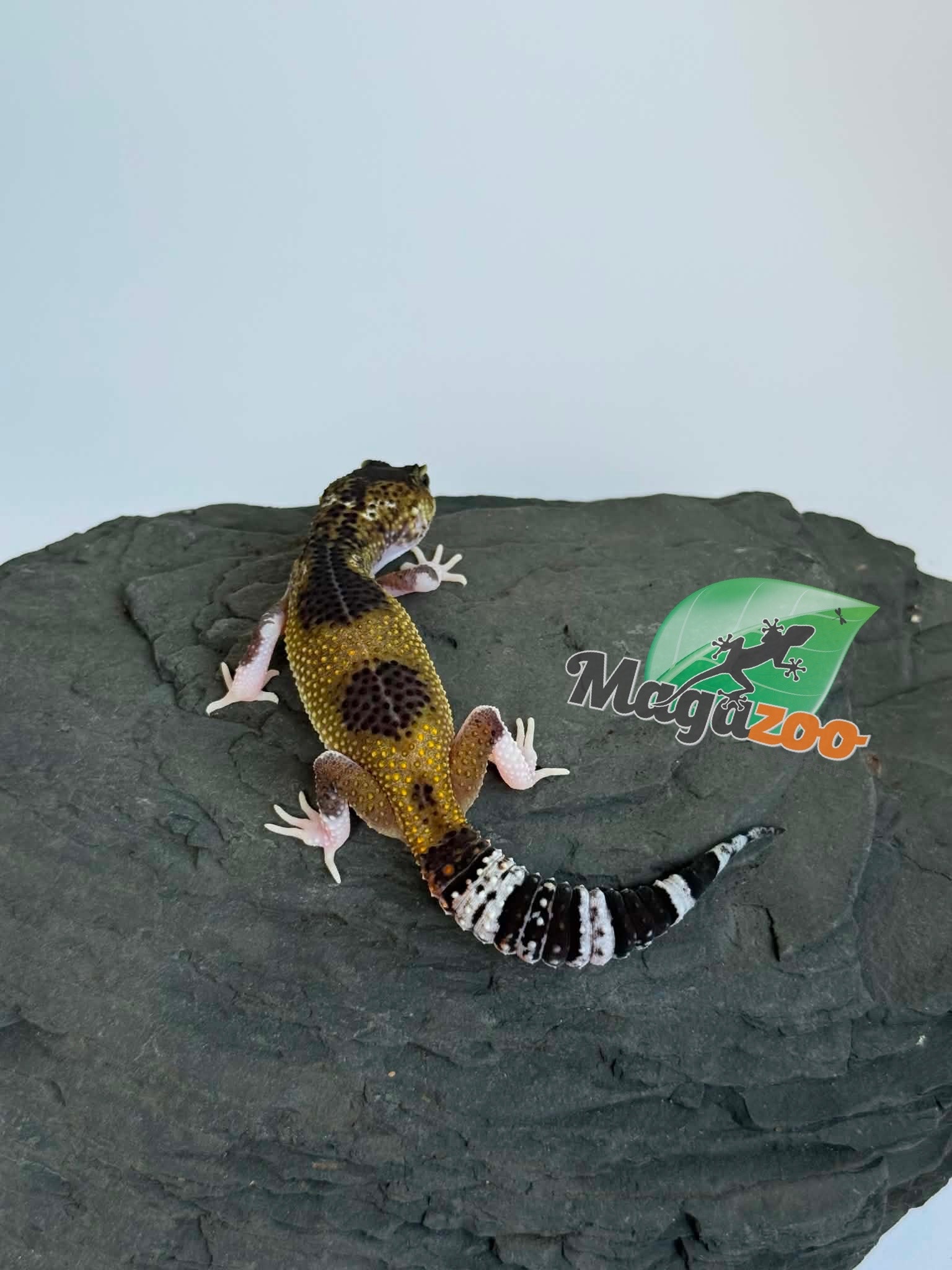 Magazoo Female Blacknight Axanthic Leopard gecko 03/05/26