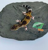 Magazoo Gecko léopard Blacknight Axanthic femelle 03/05/26