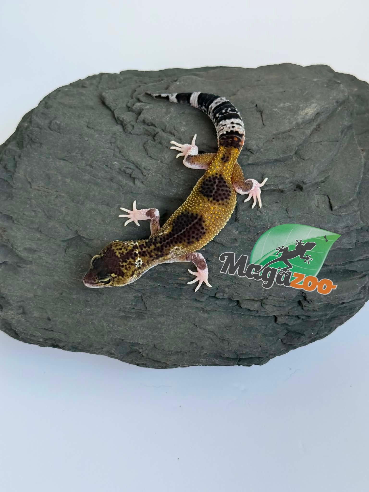 Magazoo Gecko léopard Blacknight Axanthic femelle 03/05/26