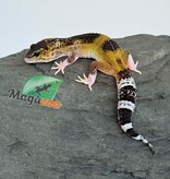Magazoo Gecko léopard Blacknight Axanthic femelle 03/05/26
