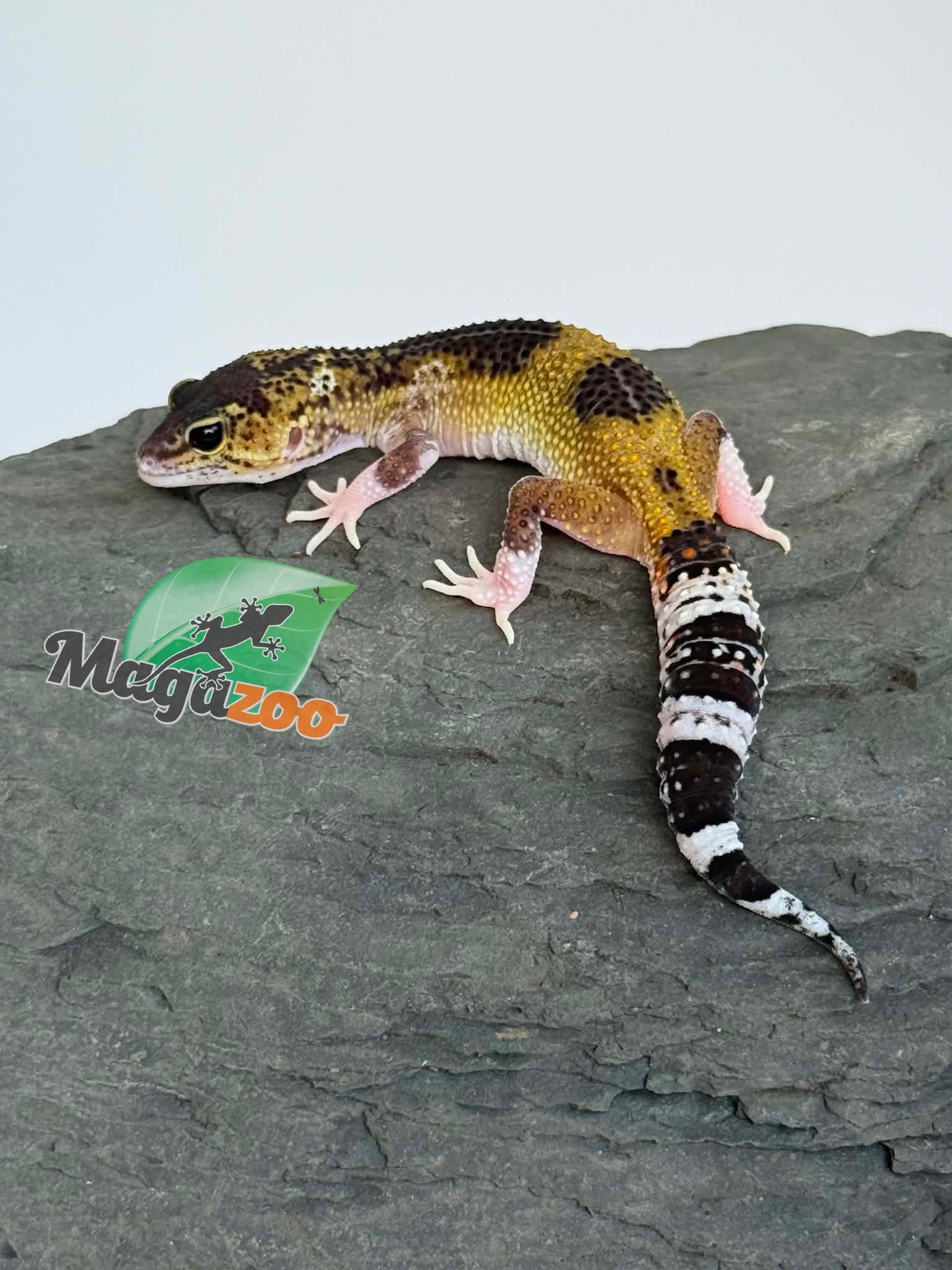 Magazoo Female Blacknight Axanthic Leopard gecko 03/05/26