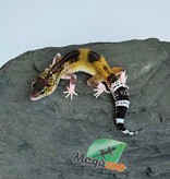 Magazoo Female Blacknight Axanthic Leopard gecko 03/05/26