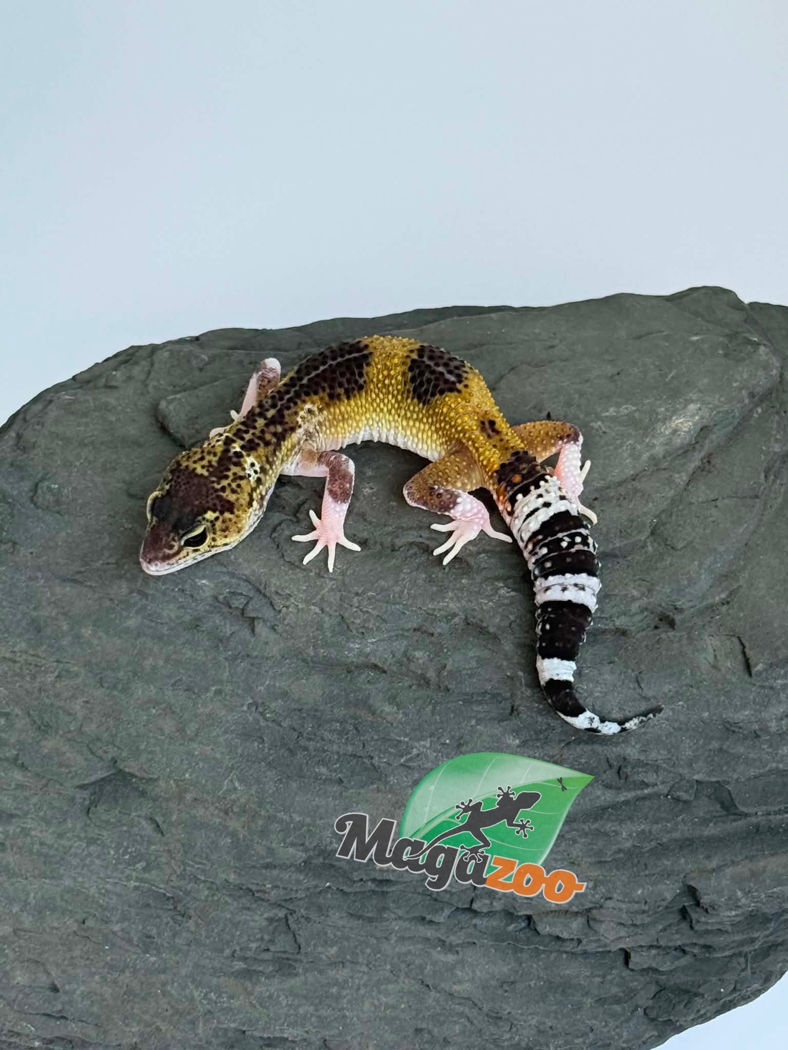 Magazoo Gecko léopard Blacknight Axanthic femelle 03/05/26