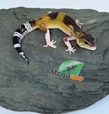 Magazoo Female Blacknight Axanthic Leopard gecko 03/05/26