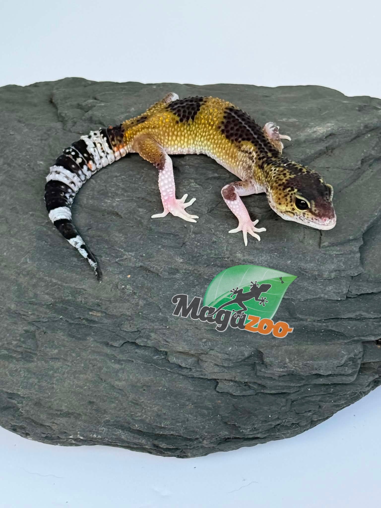 Magazoo Gecko léopard Blacknight Axanthic femelle 03/05/26