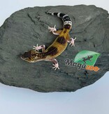 Magazoo Gecko léopard Blacknight Axanthic femelle 03/05/26