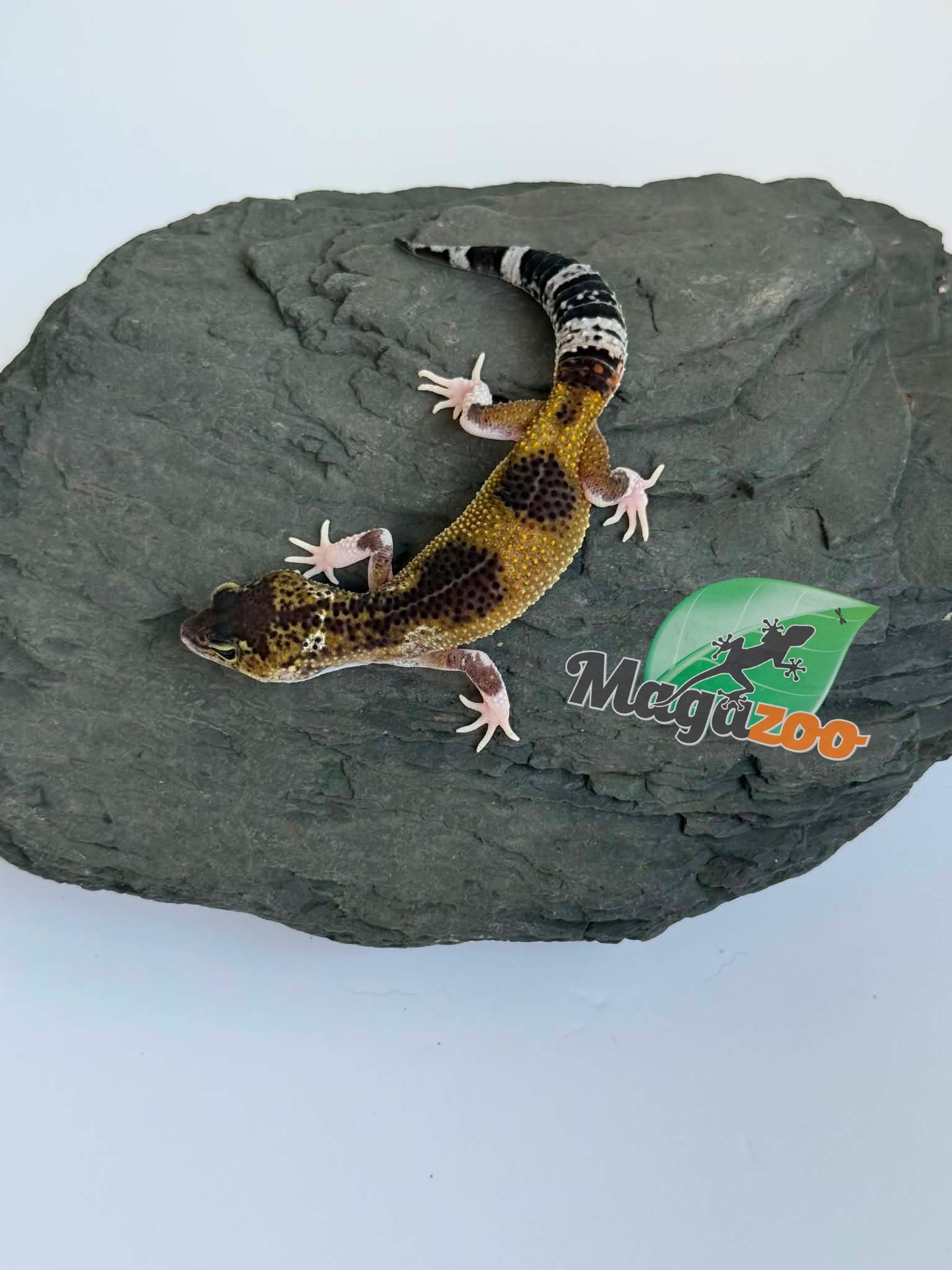 Magazoo Female Blacknight Axanthic Leopard gecko 03/05/26