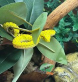 Magazoo Male Green tree python #2 Captive Born April 13, 2026