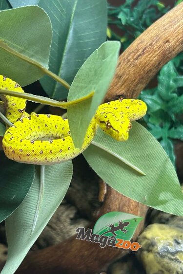 Magazoo Male Green tree python #2 Captive Born April 13, 2026