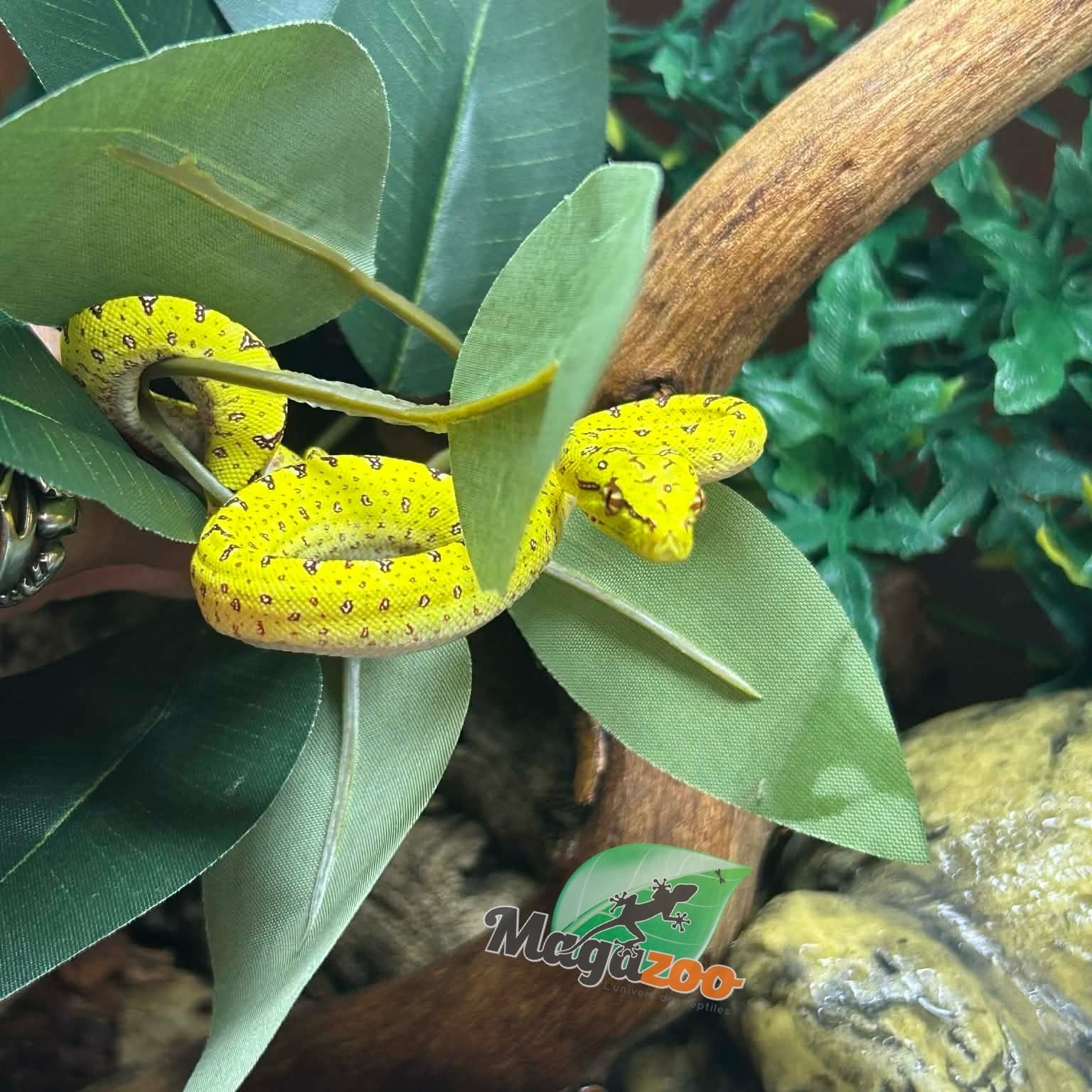 Magazoo Male Green tree python #2 Captive Born April 13, 2026