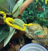 Magazoo Male Green tree python #2 Captive Born April 13, 2026