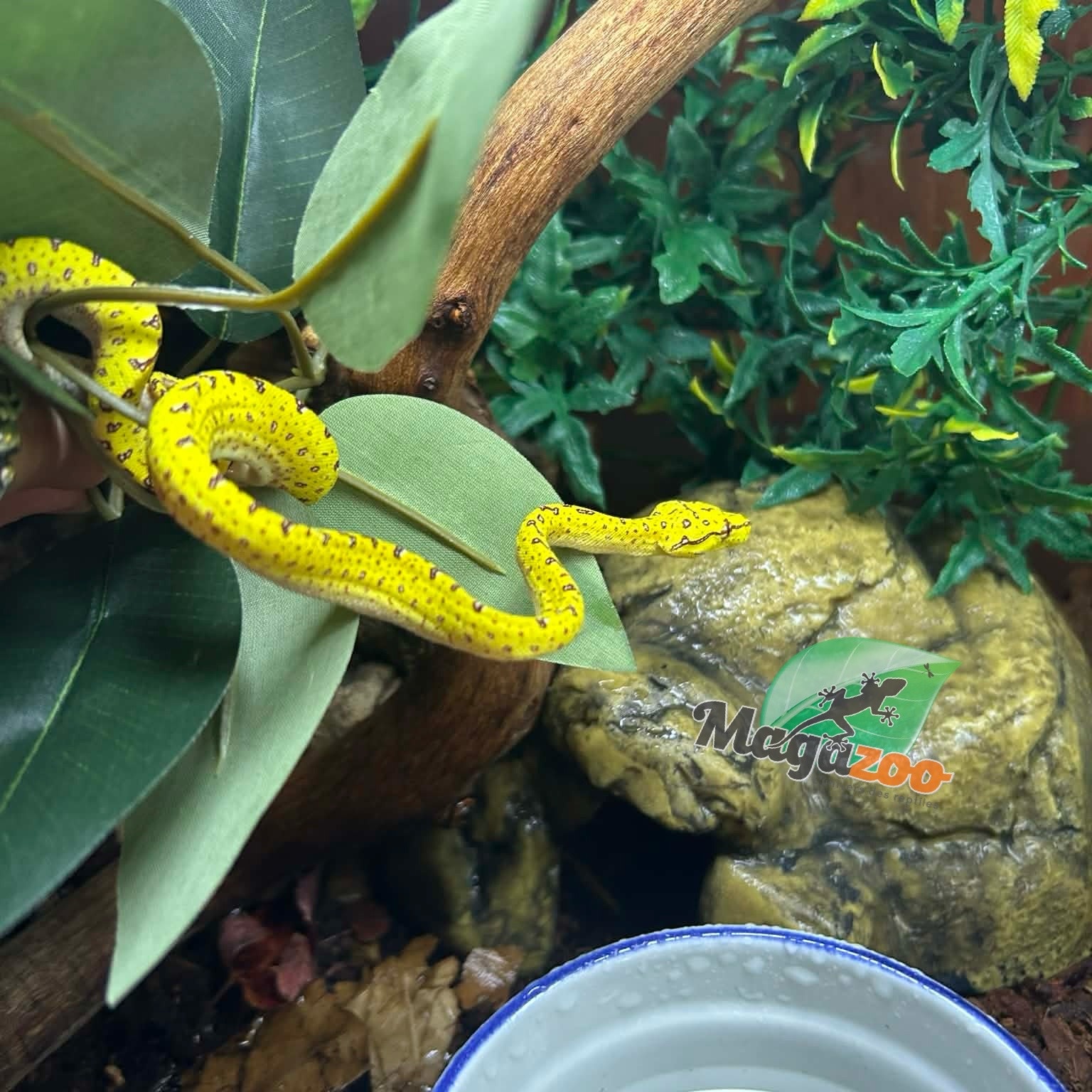 Magazoo Male Green tree python #2 Captive Born April 13, 2026