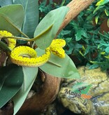 Magazoo Male Green tree python #2 Captive Born April 13, 2026