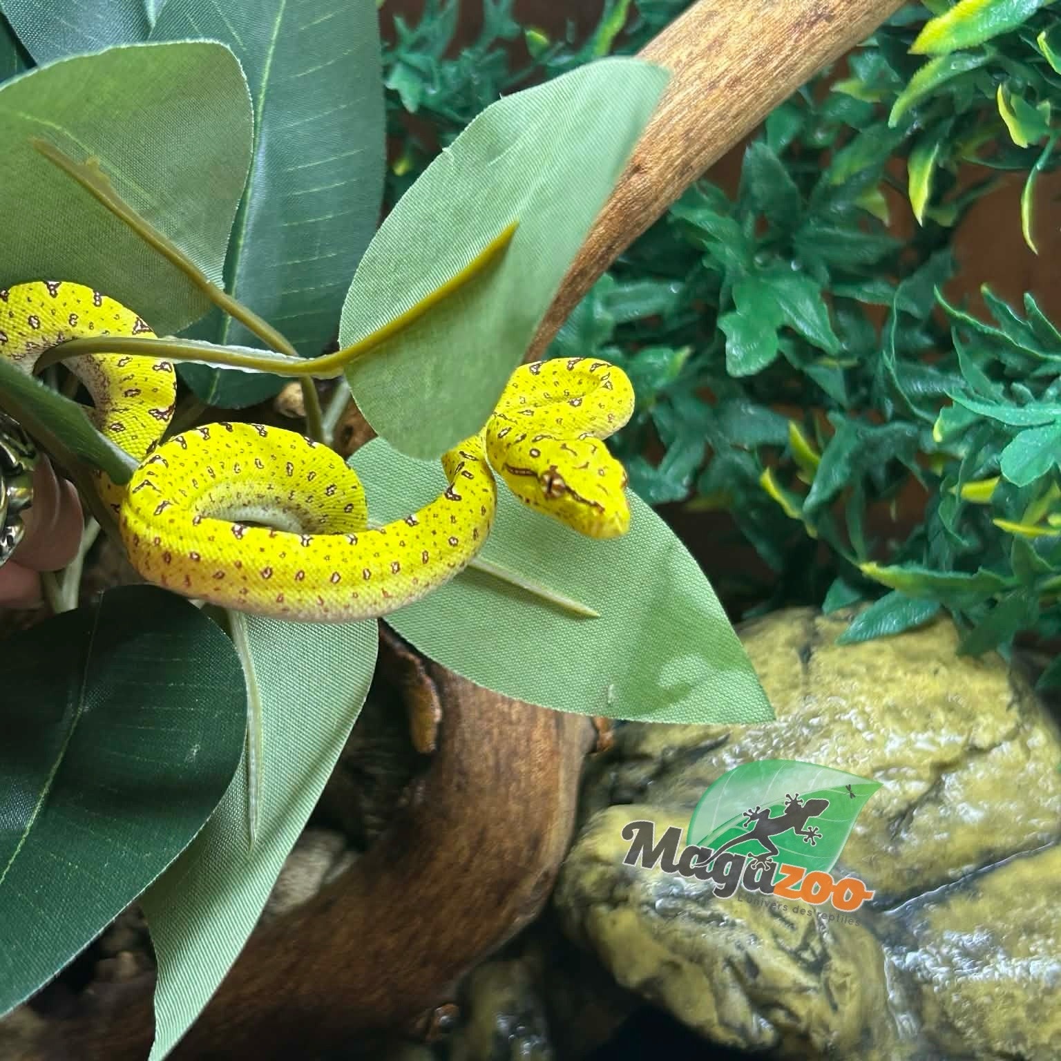 Magazoo Python vert Biak Mâle #2  né en captivité 13 avril 2026