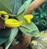 Magazoo Python vert Biak Mâle #2  né en captivité 13 avril 2026